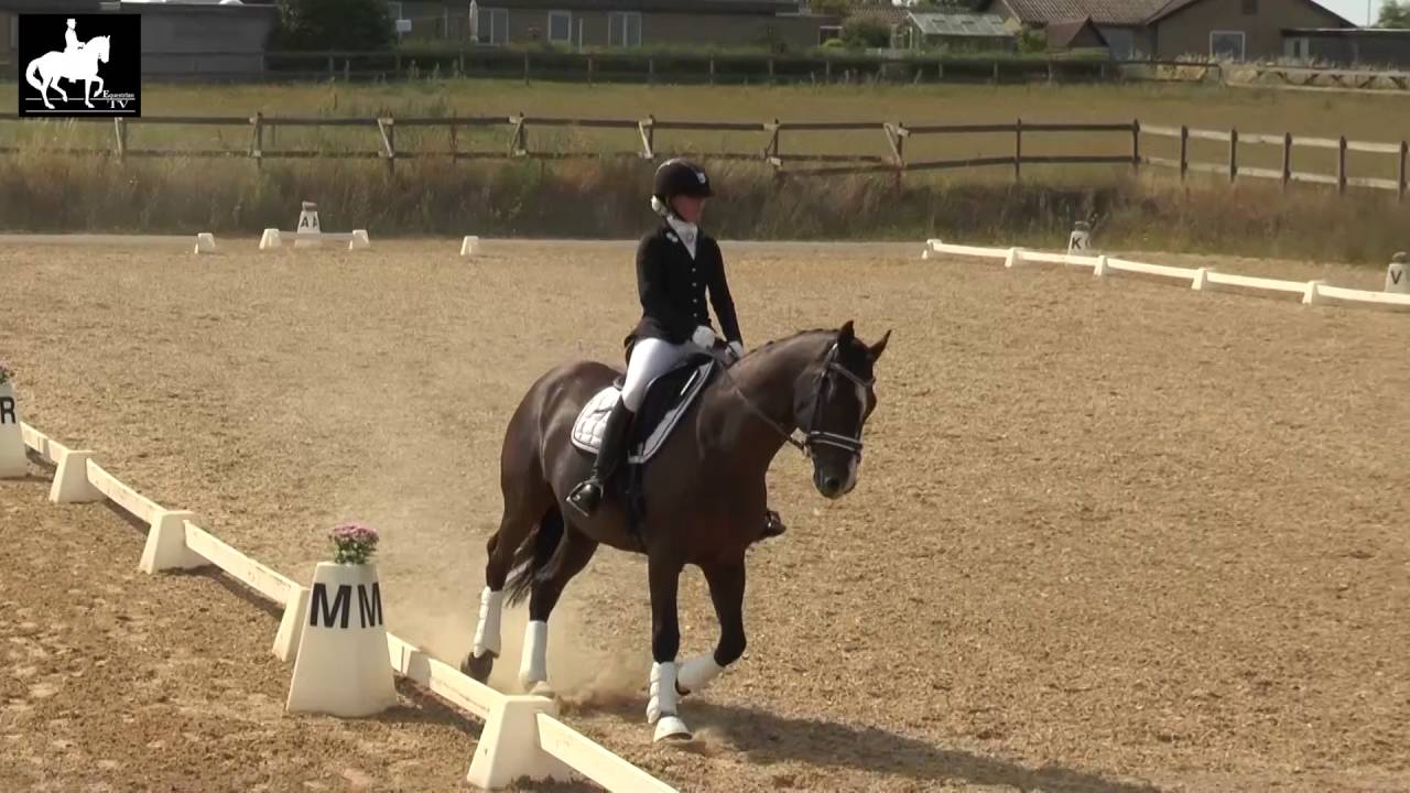 LB1 Hest