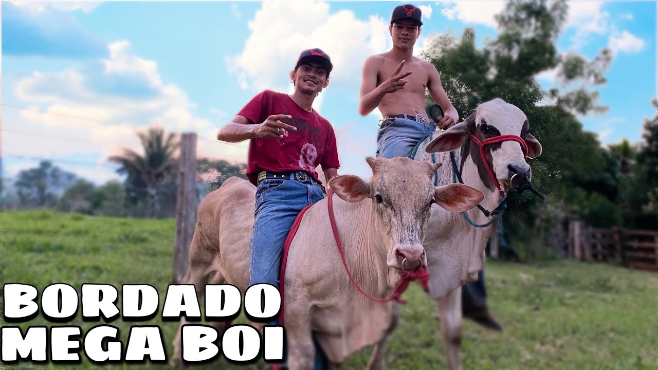 DOMANDO O BORDADO & MEGA BOI