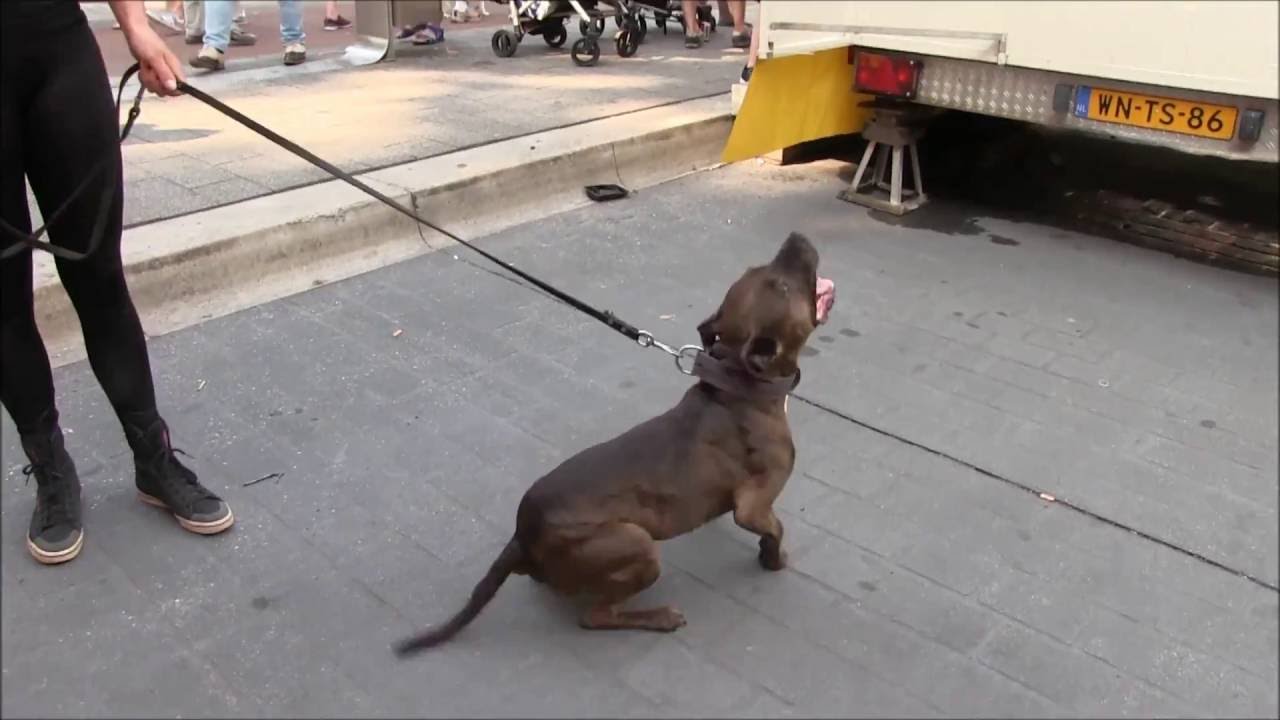hond blaft boos  naar de attractie  Air One Maxxx op de kermis Tilburg