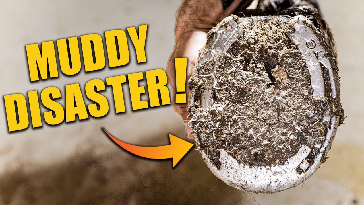 Muddy Mess Turned Masterpiece &mdash; Farrier Transformation!