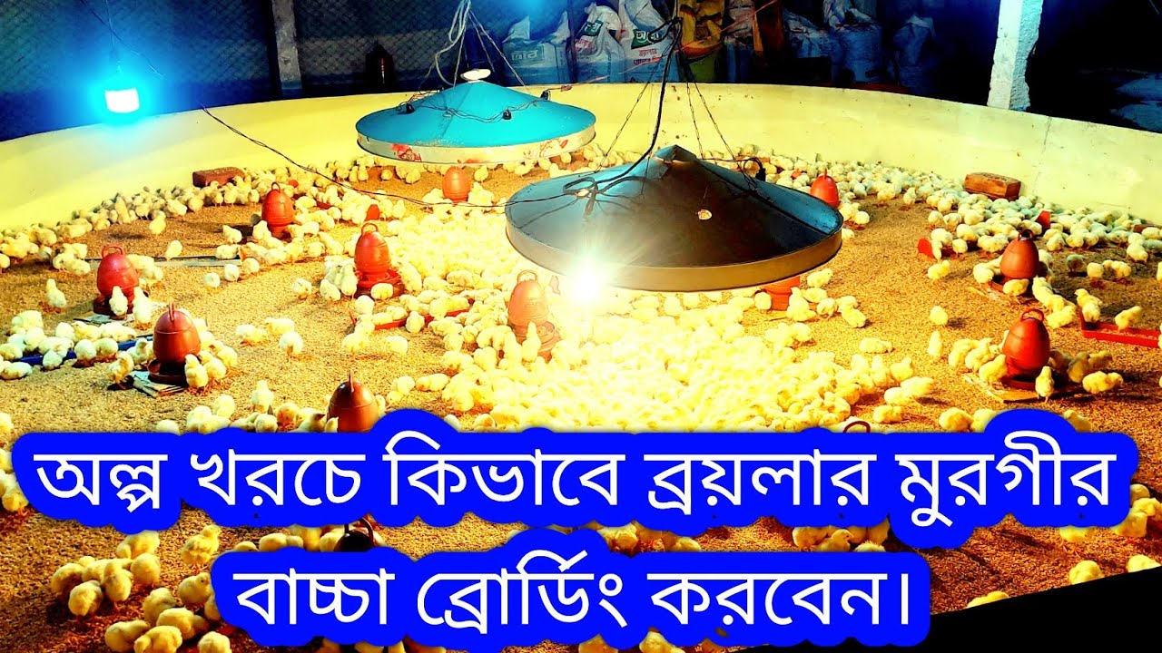 অল্প খরচে কিভাবে ব্রয়লার মুরগির বাচ্চা ব্রুডিং করবেন।