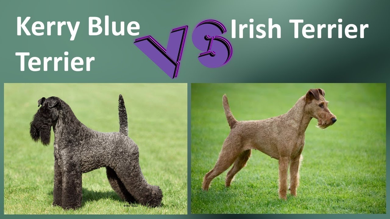 Kerry Blue Terrier VS Irish Terrier - Breed Comparison