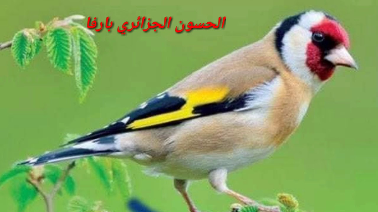 غناء حسون خلوي ينشر لأول مرة ،  , chant de chardonneret khalwi. canto del jilguero argelino