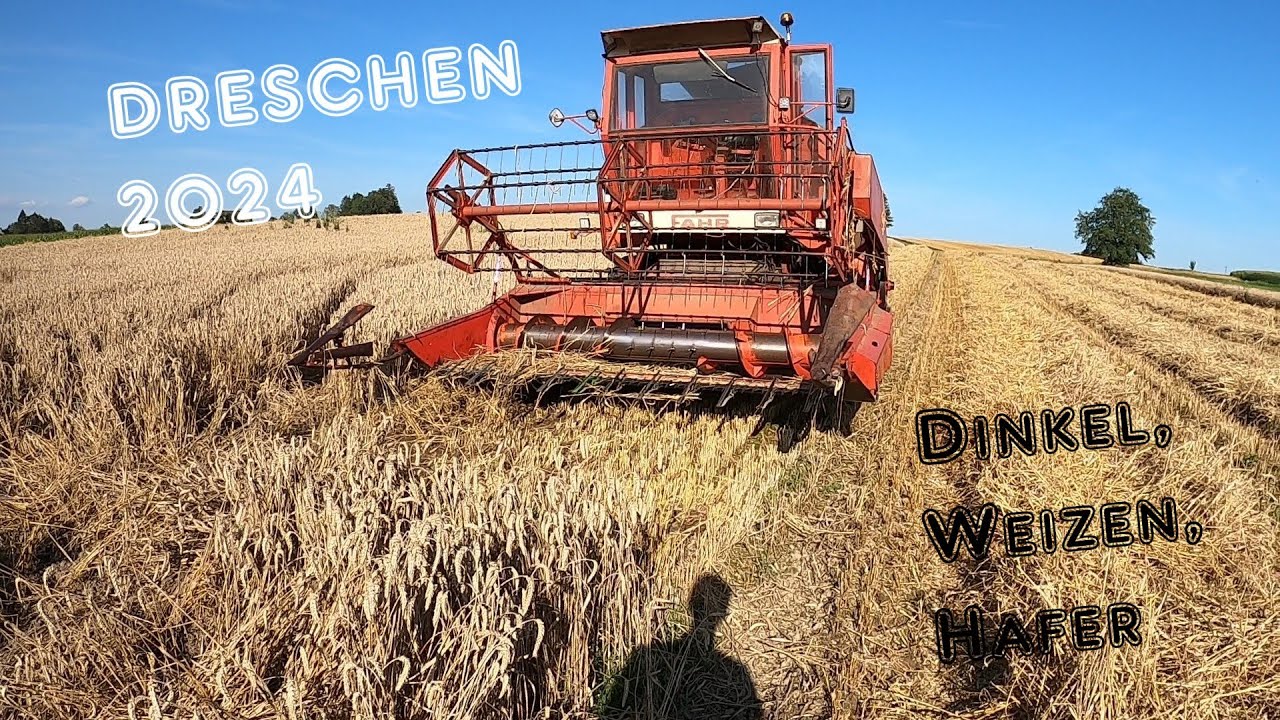 Getreideernte 2024 | Dinkel, Weizen, Hafer dreschen