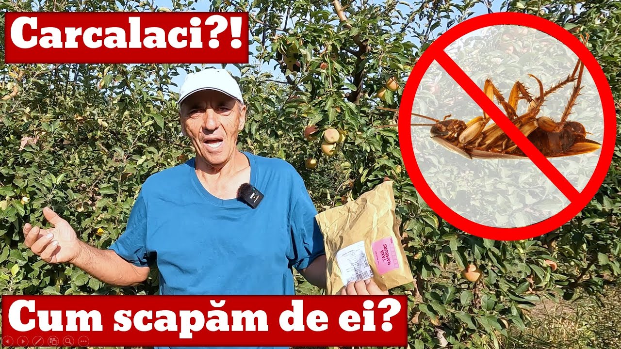 Cum scapam de gandacii de bucatarie
