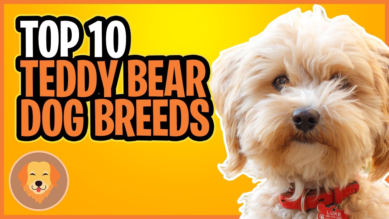 10 TEDDY BEAR DOG BREEDS - TOP