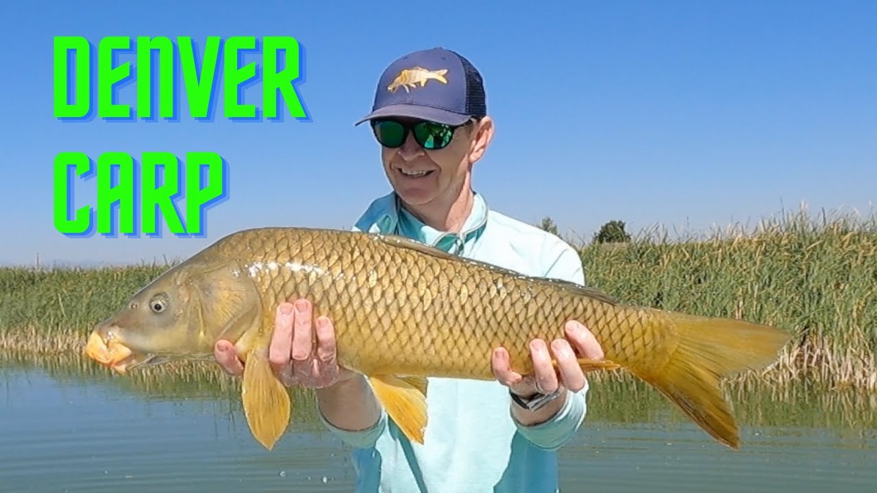 DENVER CARP - fly fishing