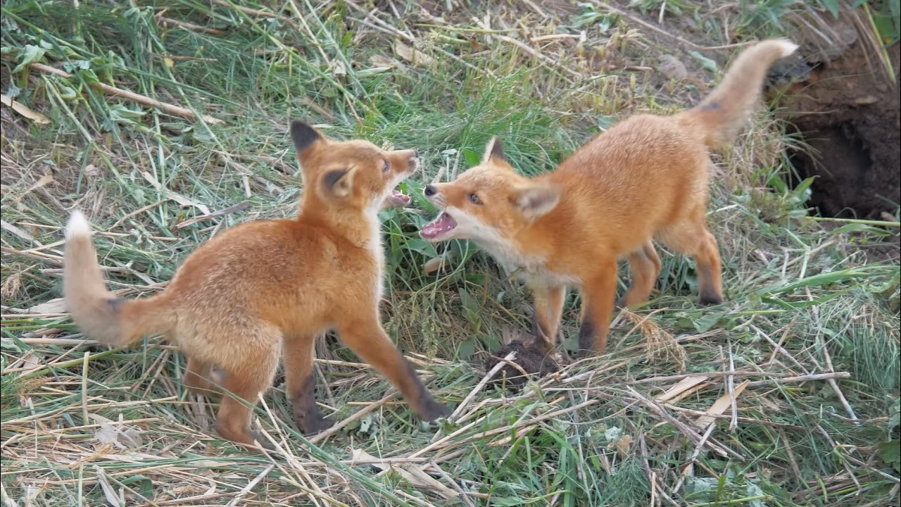 子ぎつねたちの獲物争奪戦「逃した獲物は大きい？」【もふもふキタキツネ】
