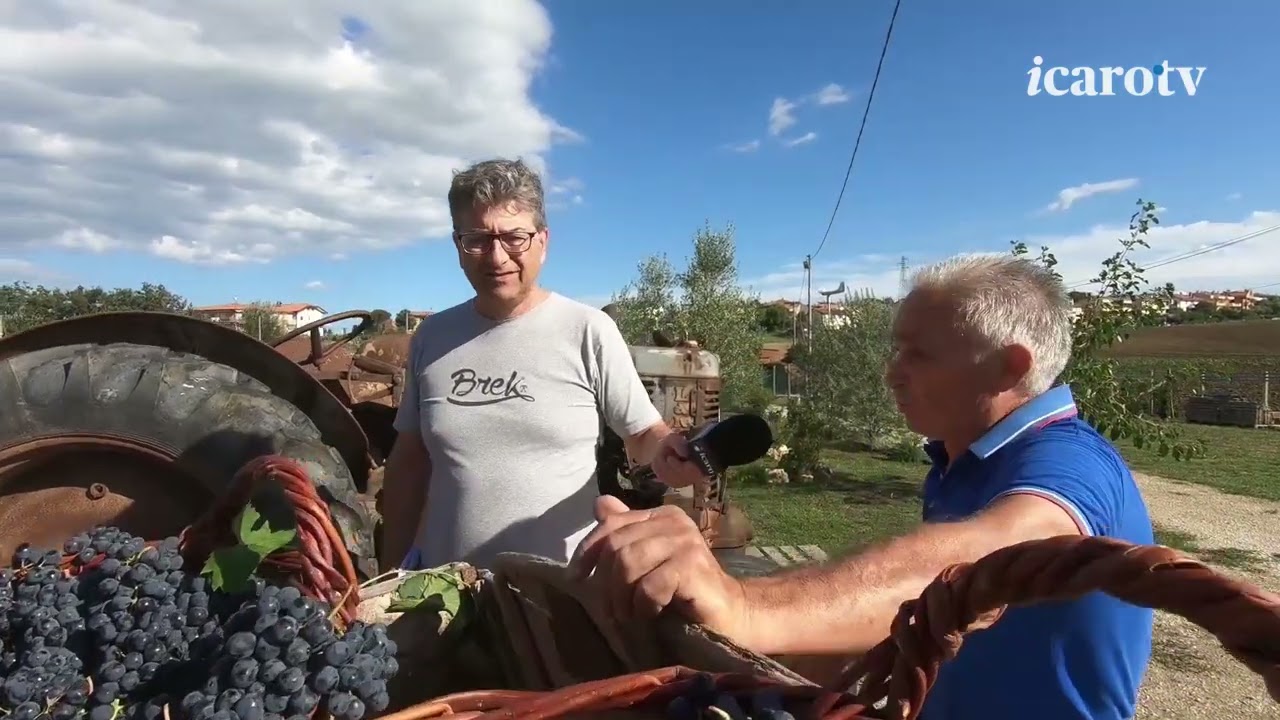 La pigiatura del vino
