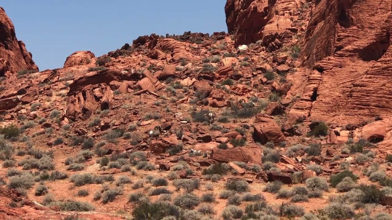 Bighorn sheep in Valley of Fire State Park, May 2026