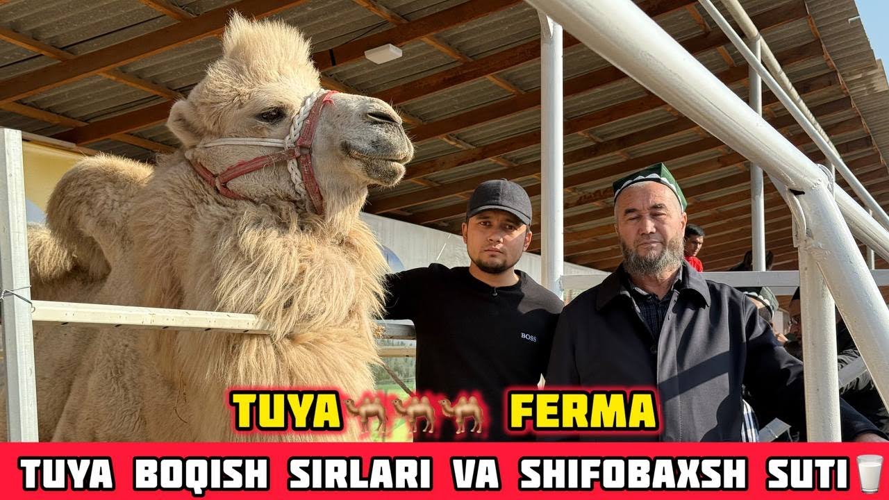Tuya Boqish Sirlari,Yemlash va Shifobaxsh Suti Tuya Ferma Namangan