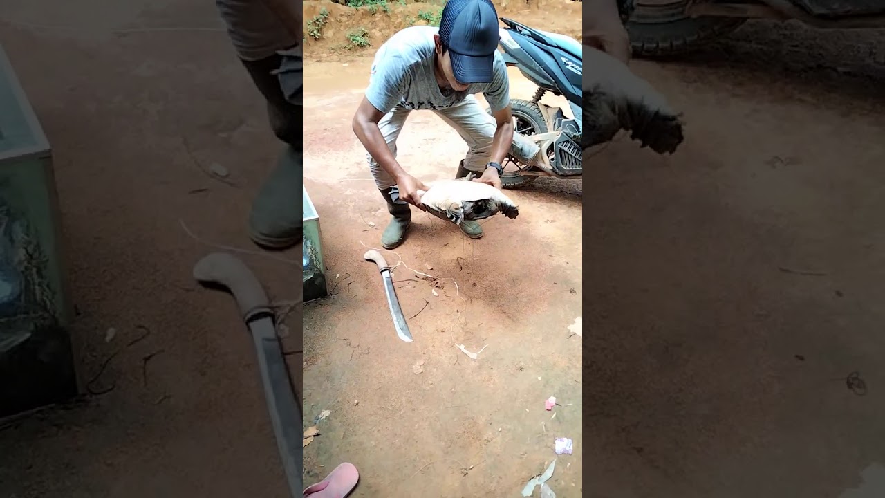 Tajur bulus pertama kali langsung dapat monster.(1)