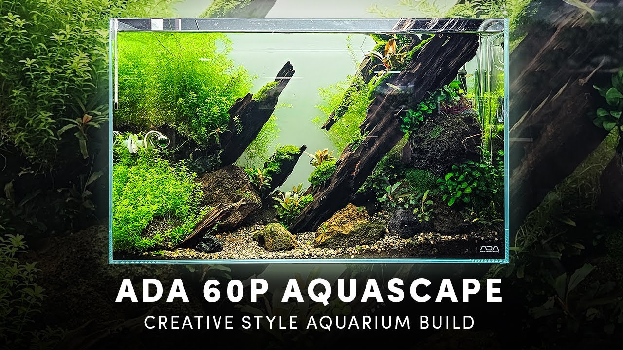 ADA 60p Аквариум (от начала до конца Aquascape)