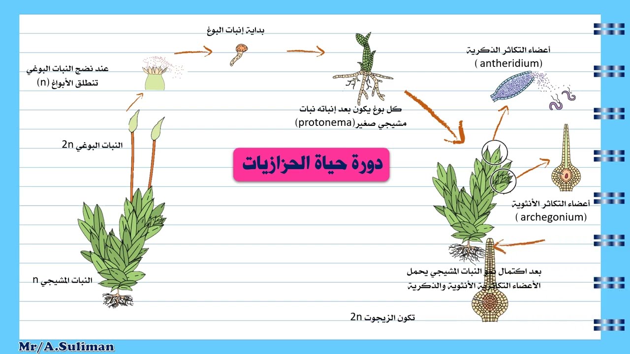 دورة حياة الحزازيات