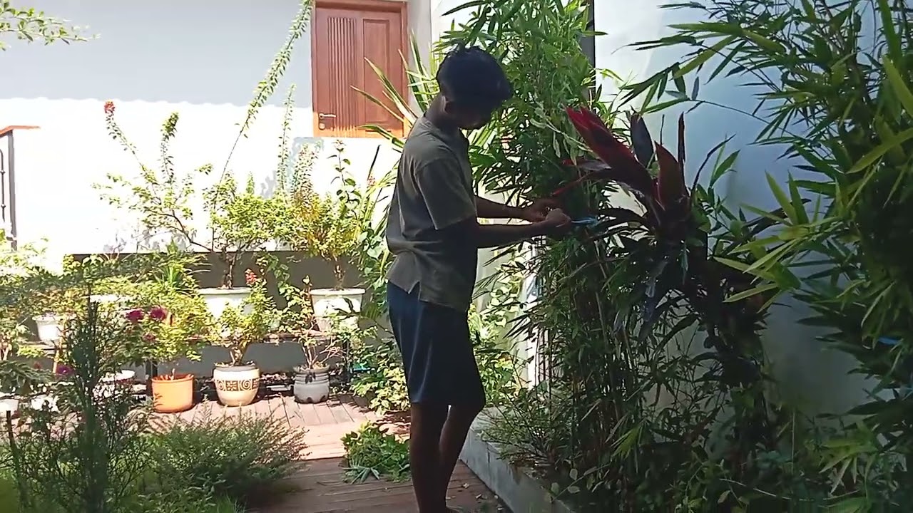 davit sang penguasa taman