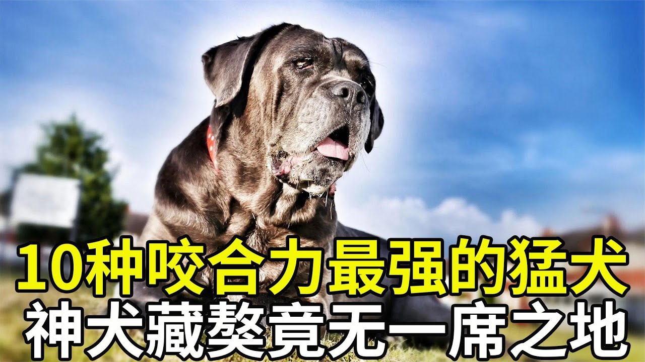 咬合力最强的10种猛犬，藏獒竟无一席之地，来看下你认识几个？