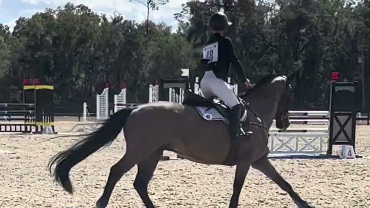 Toad - show jumping RH