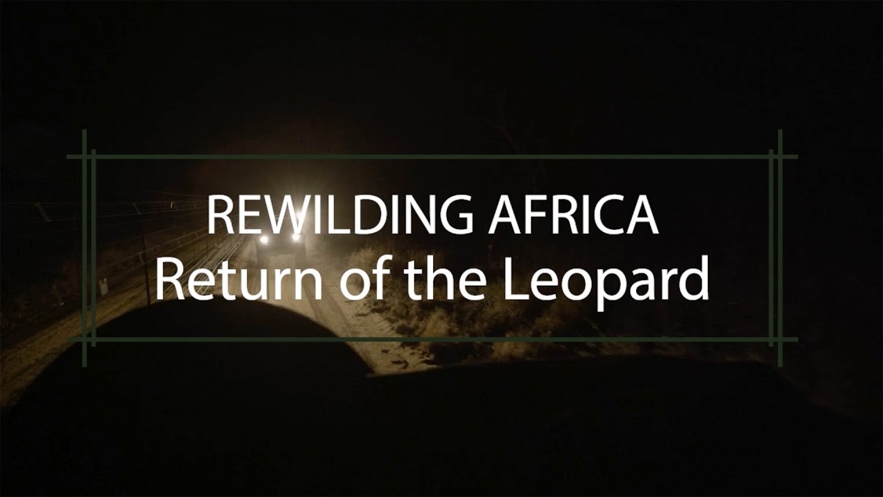 Rewilding Africa: Return of the Leopard