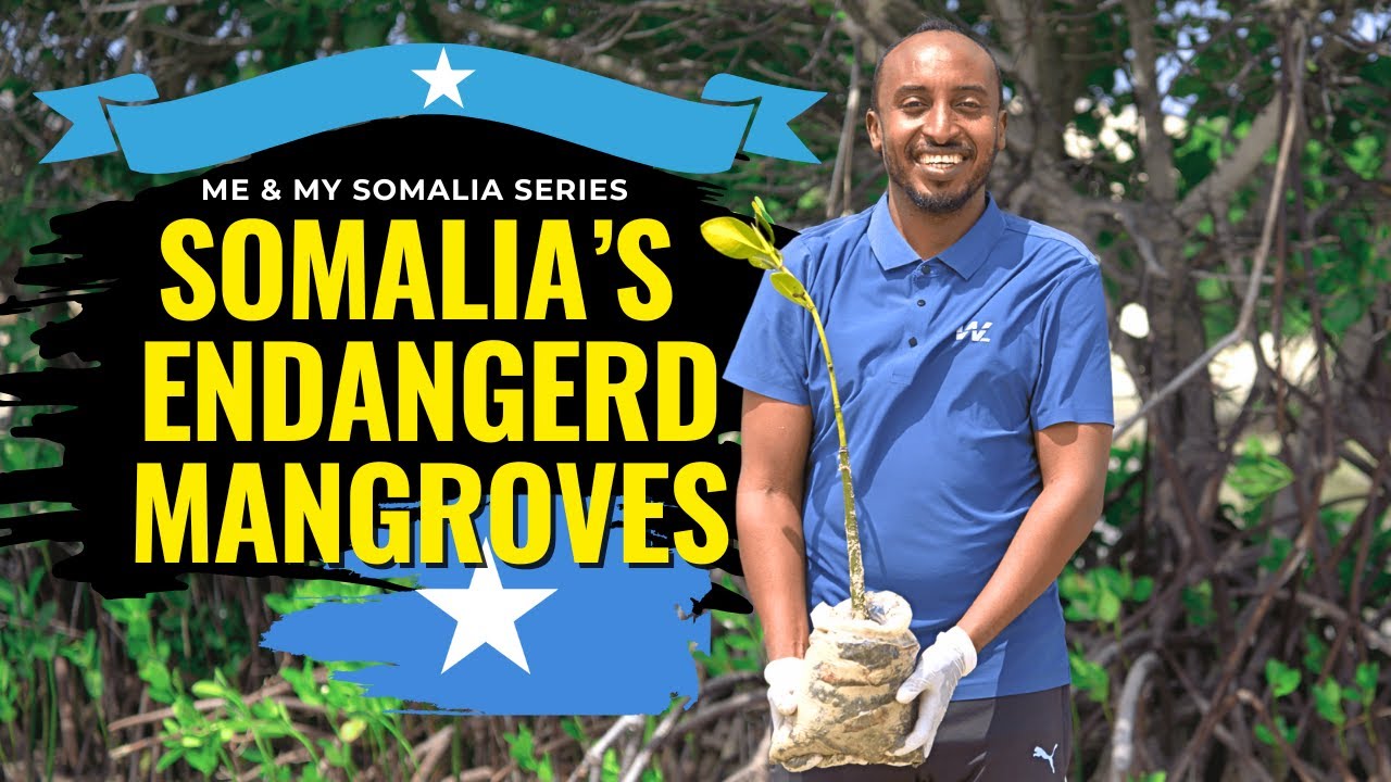 The last rainforest | Mogadishu 2025