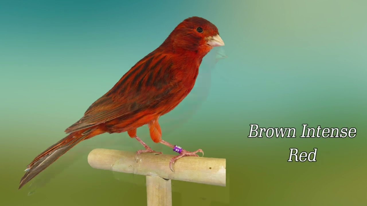 طفرات كناري الميلانين الكلاسيكية الأربعة الأساسية