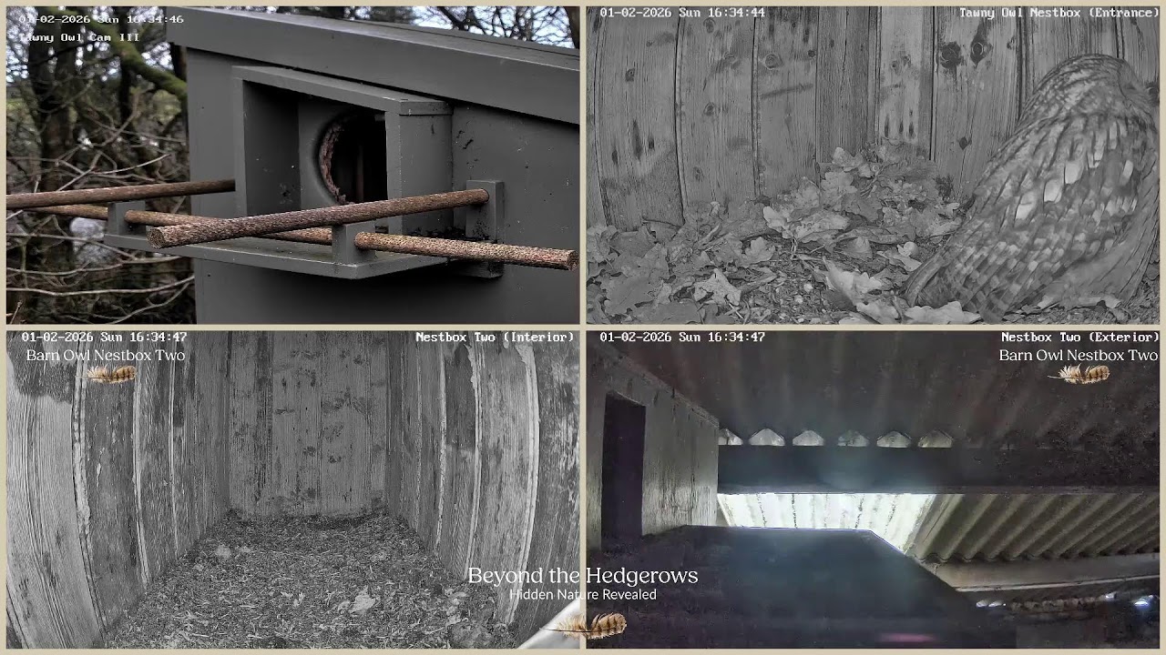 🔴 LIVE OWL CAMERAS | Barn Owls & Tawny Owls | Cumbria, UK