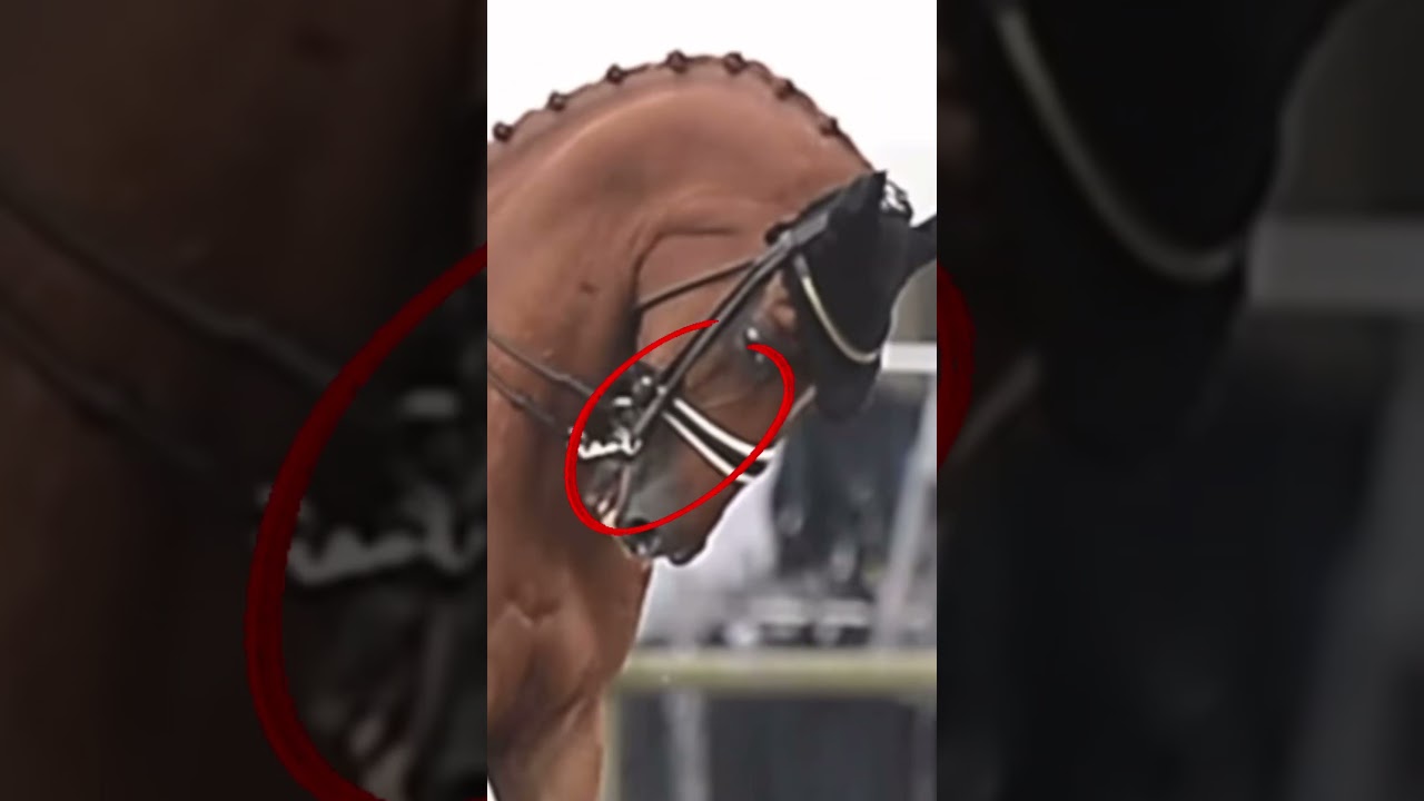 TW - Minor horse abuse, be careful with the bits you use. Horses feel pain too 💔 #horse #abuse #fyp