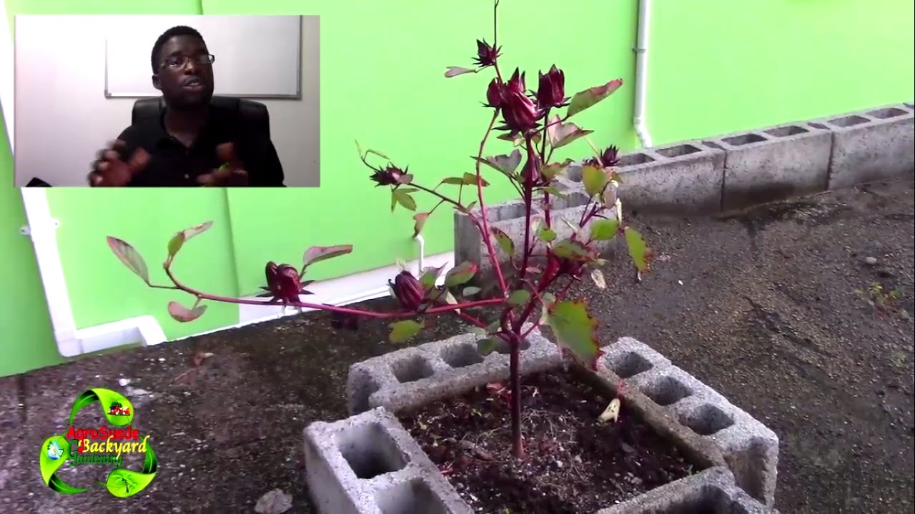 The Effect Of Limited Root Growth Of Plant Growth And Production ✔