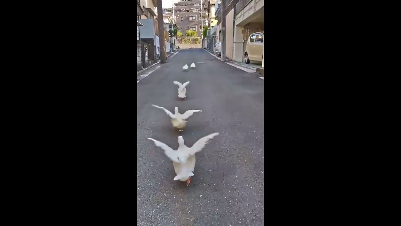 【コールダック】お出かけ〜フォーメーション❤️