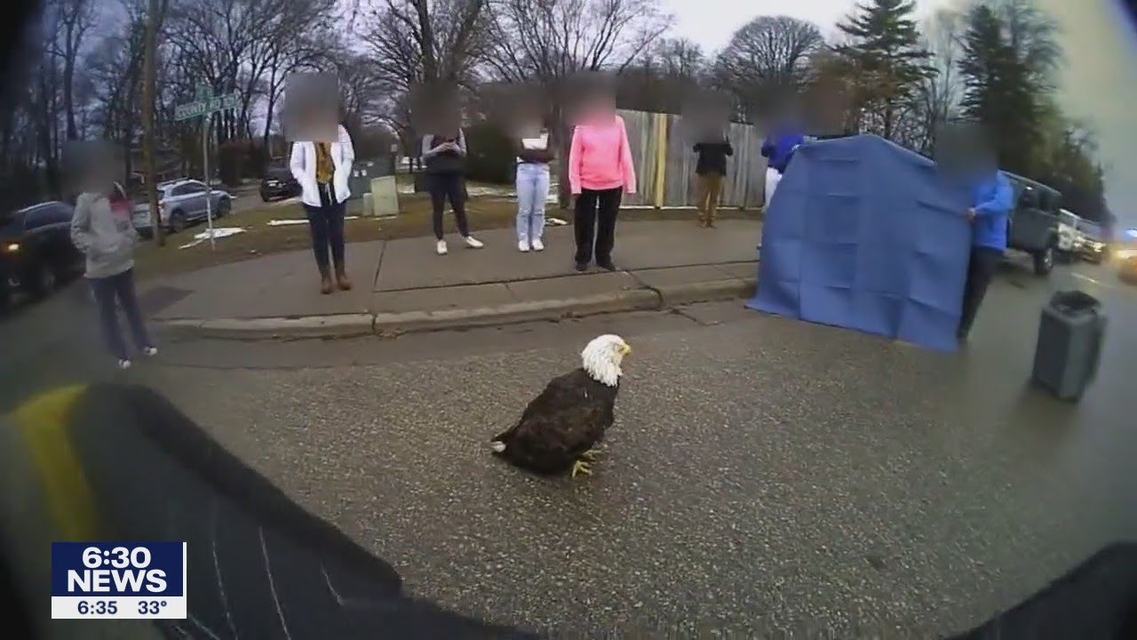 Bald eagle rescued in Plymouth doing well in recovery at Raptor Center | FOX 9 KMSP