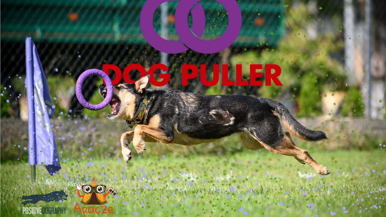 Zawody Dog Puller - Wojnowice 11.10.2020