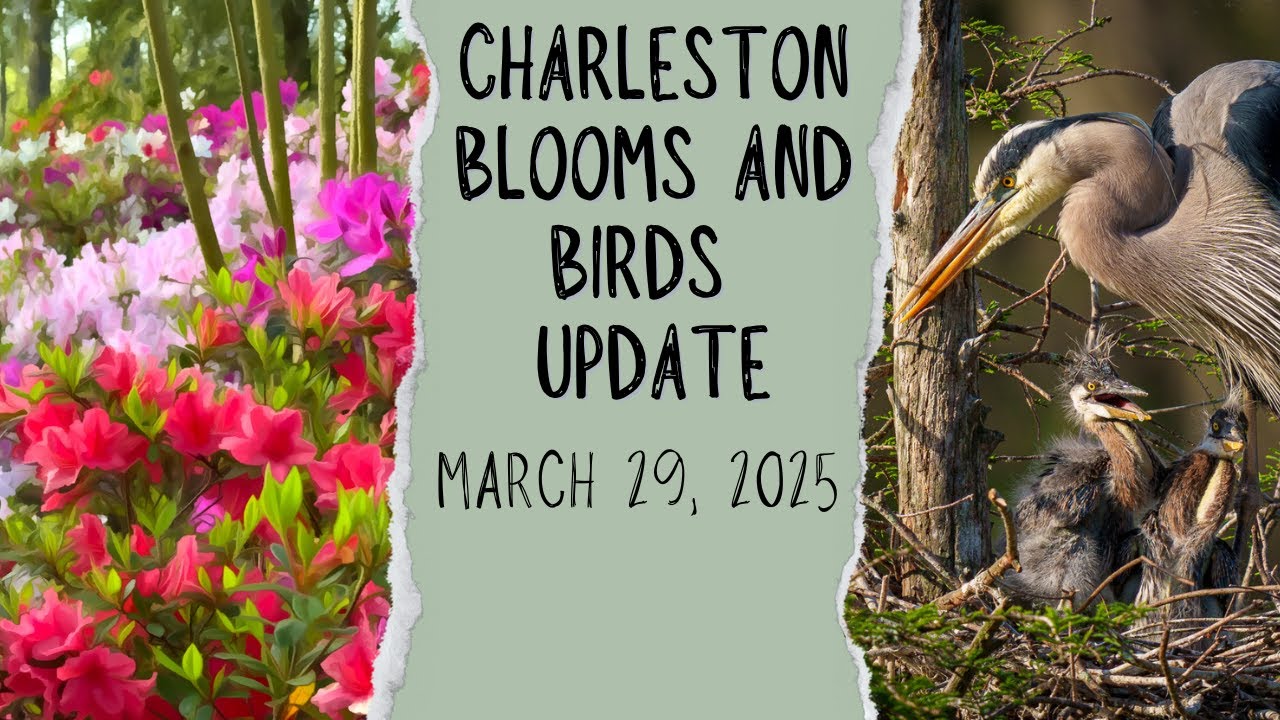 Magnolia Plantation Azalea Bloom and Audubon Birds Update March 29 2025