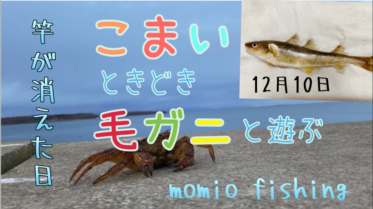 【北海道こまい釣り】こつぜんと消えた竿が釣れた‼️こまいだ❗️カニだ❗️