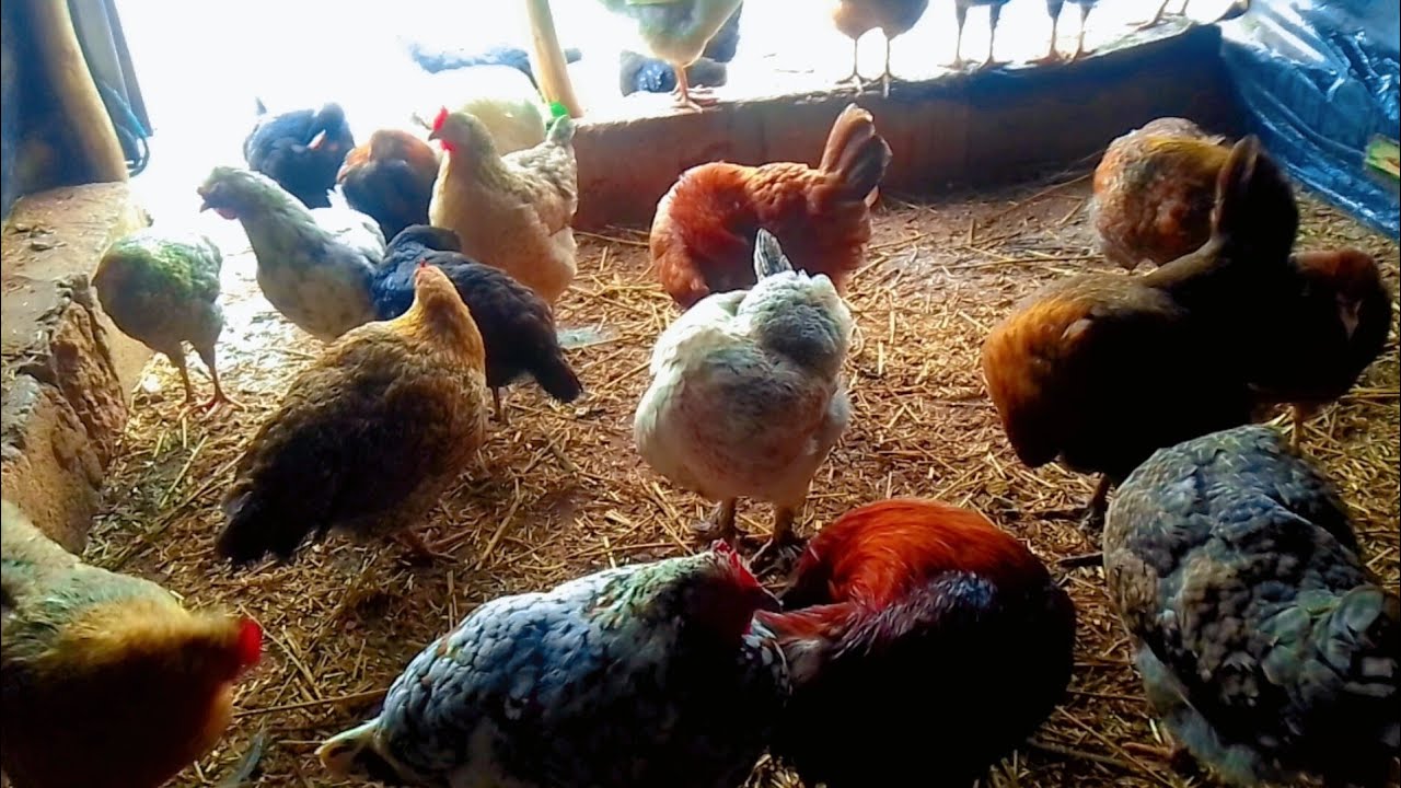 صباح الخير جمعة مباركة للجميع