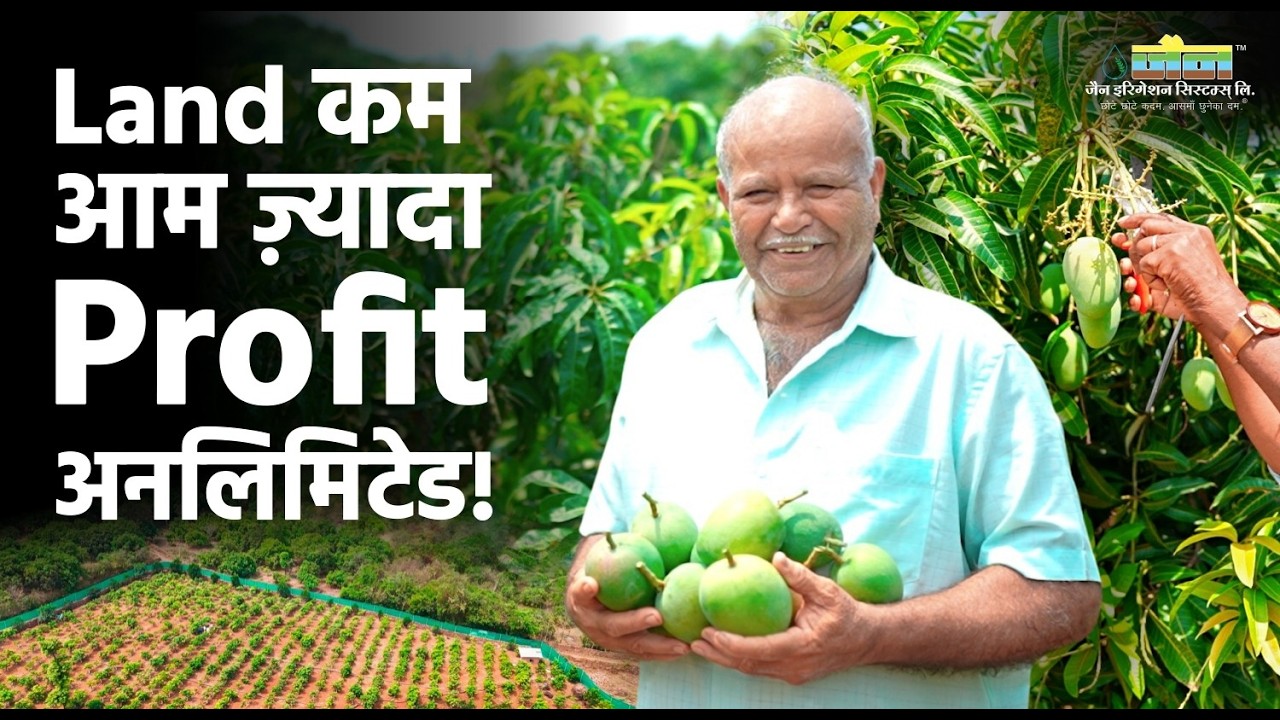 छोटे प्लॉट में बड़ा मुनाफा! Maharashtra के किसानो ने UHDP से निकाला 20 गुना Mango Production!
