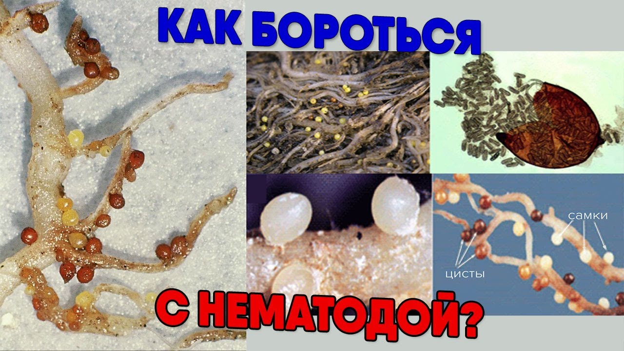 Как бороться с нематодой