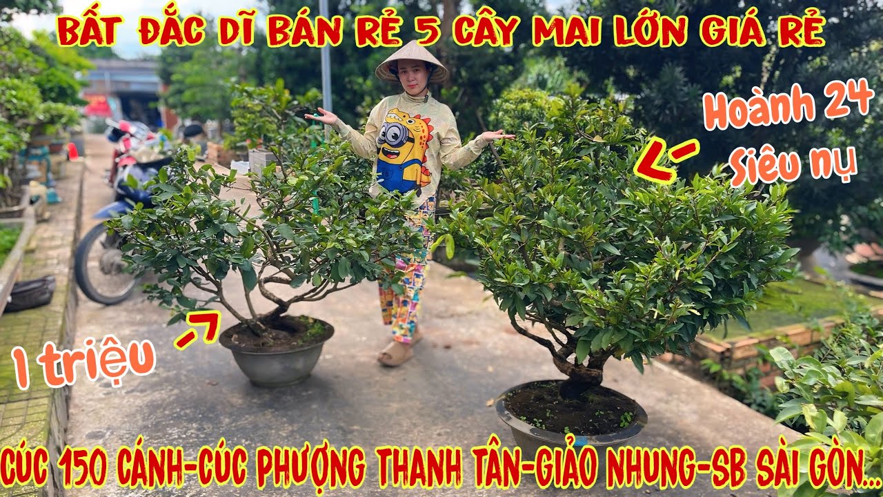 19/11☎️0706938527 Quế Anh ☎️🌳Mai V&agrave;ng Chơi Tết Gi&aacute; Rẻ🌳giảo hương ch&ugrave;m-sbsg-giảo nhung-c&uacute;c 150🌳