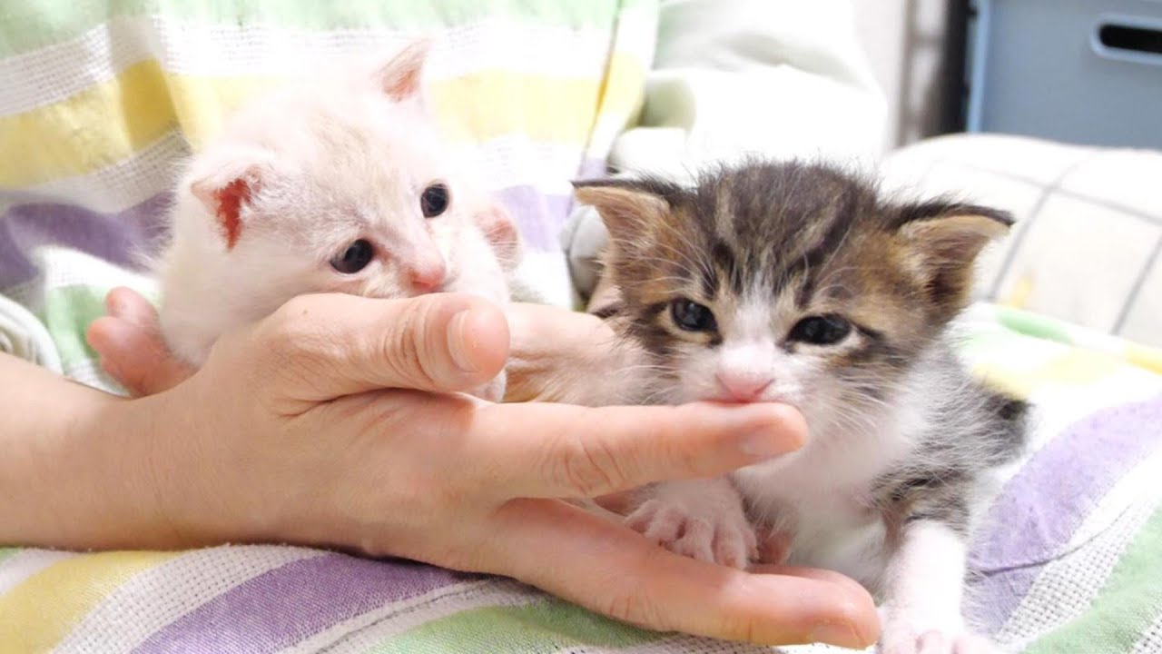 Мурлыканье котят просто потрясающее! [Кошка под защитой]