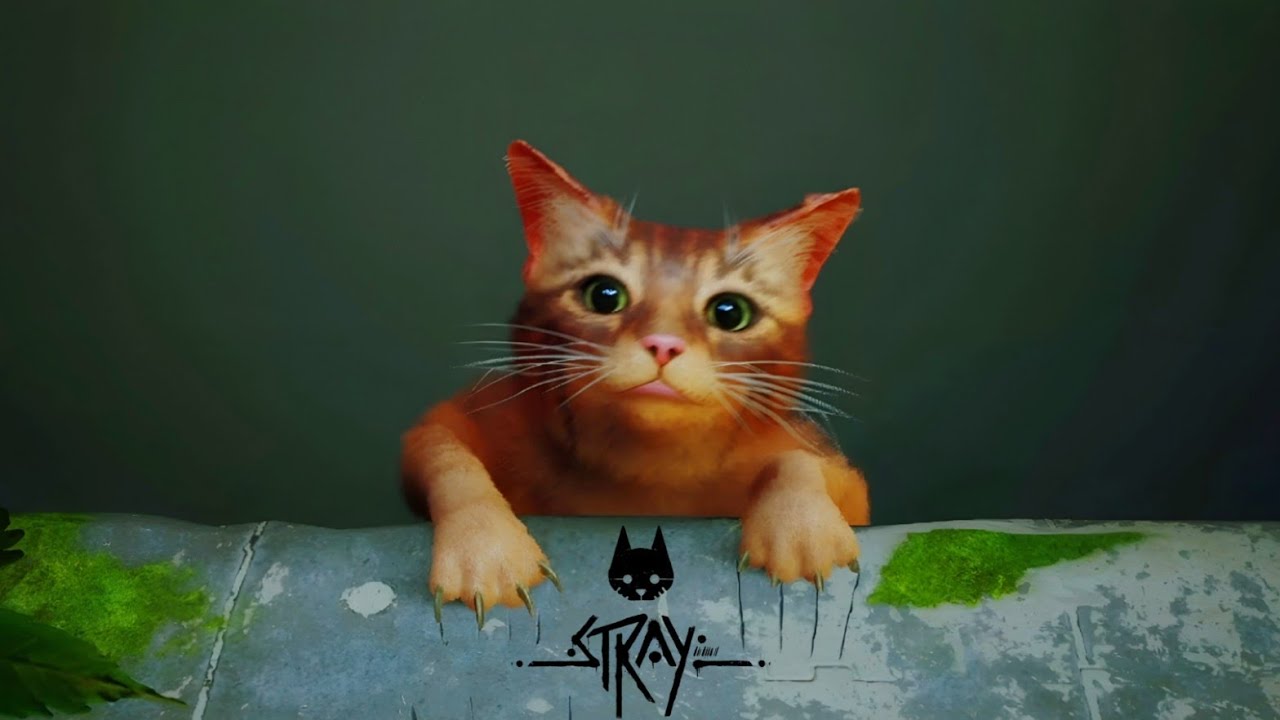 Stray | the cat fell into the ditch 😱 | Billi Khai my gir gaye 😭