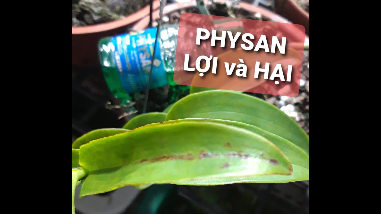 Physan duyệt khuẩn nhưng cũng c&oacute; mặt kh&ocirc;ng tốt khi sử dụng kh&ocirc;ng đ&uacute;ng