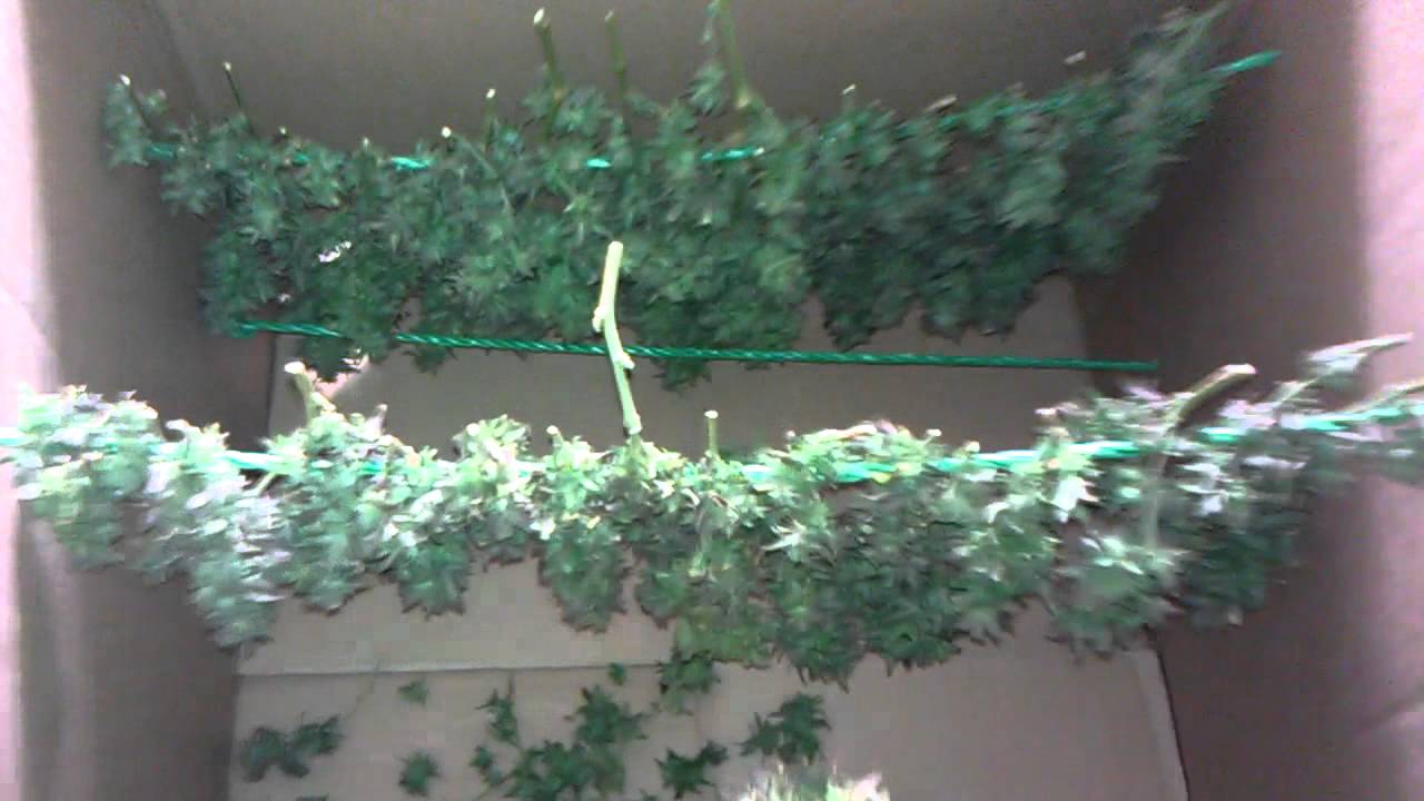 Querkle Harvest