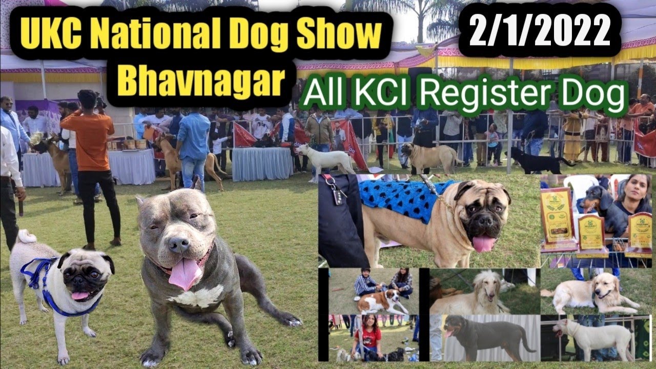 UKC National Dog Show Bhavnagar All Dogs KCI Register | Dog Show In India | Dogs Price Update