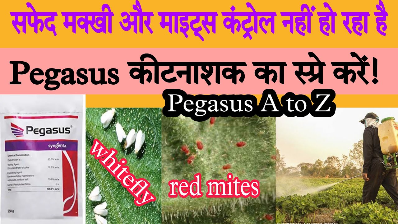 pegasus insecticide/pegasus syngenta/pegasus India/pegasus in hindi #insecticide