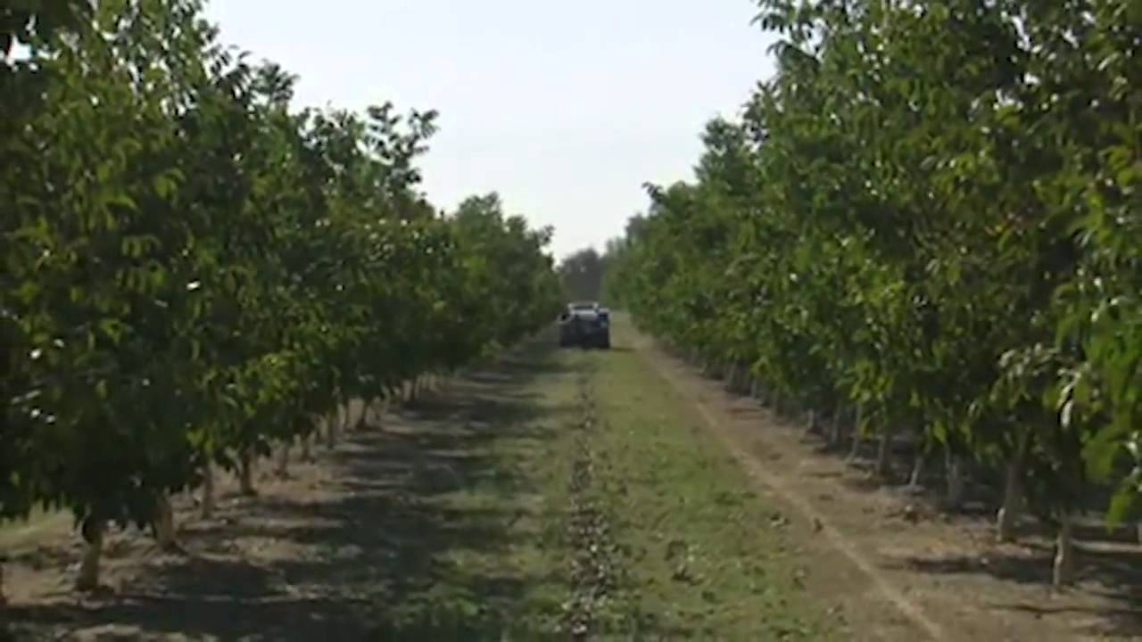 Recogida y procesado de las Nueces de California