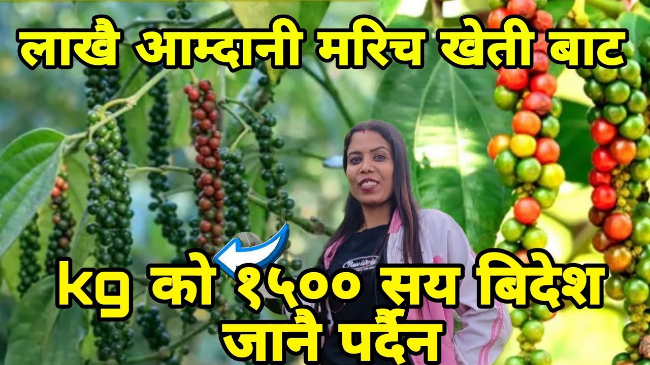 मरिच खेती ।लाखौं आम्दानी । Black pepper Farming l marich kheti @Gauleparibeshtv
