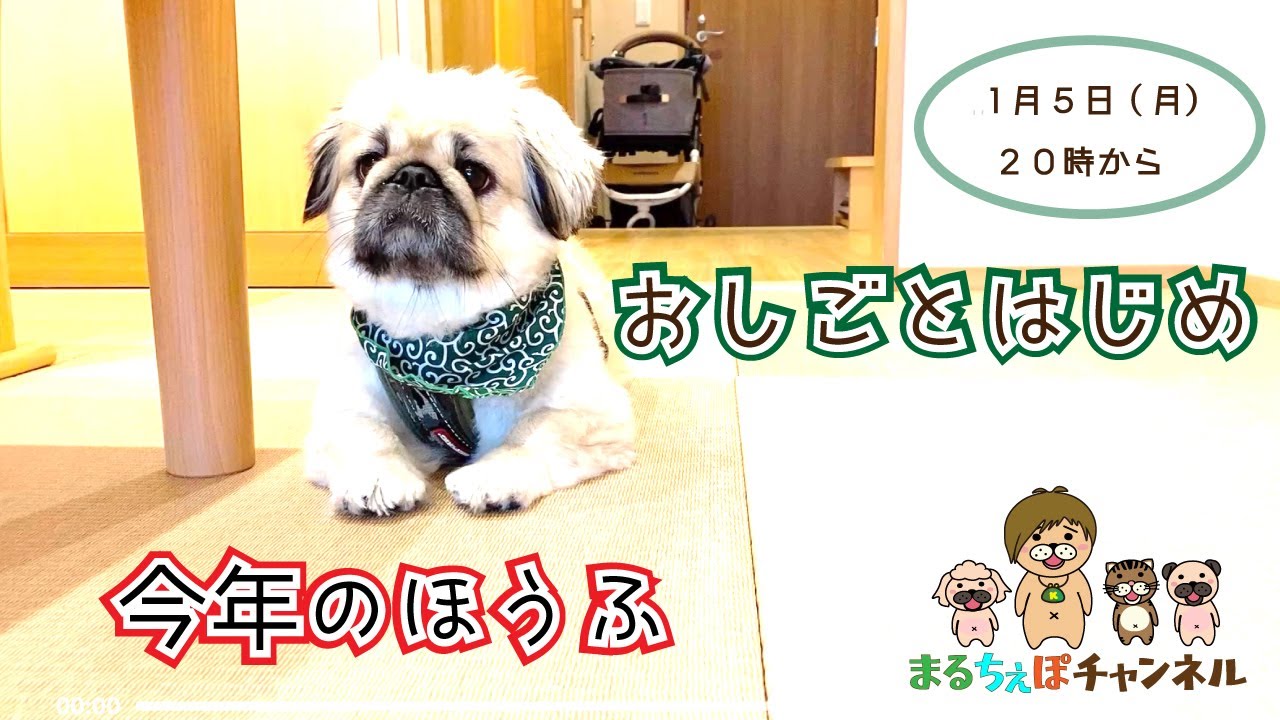 今年の抱負を語りながらさんぶん紅茶を飲む配信【まるちぇぽ🏠】