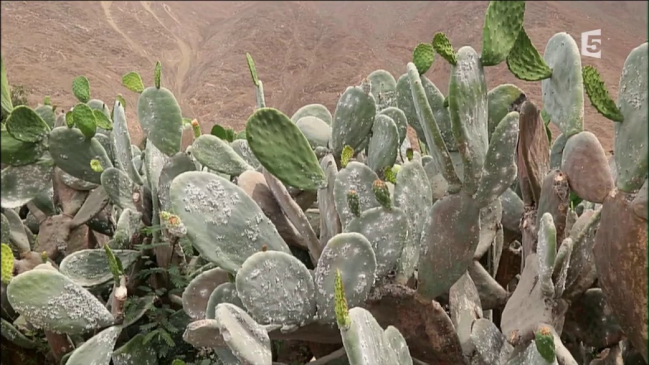 Colorants, &eacute;dulcorants, conservateurs, que cachent-ils ? - Documentaire France 5
