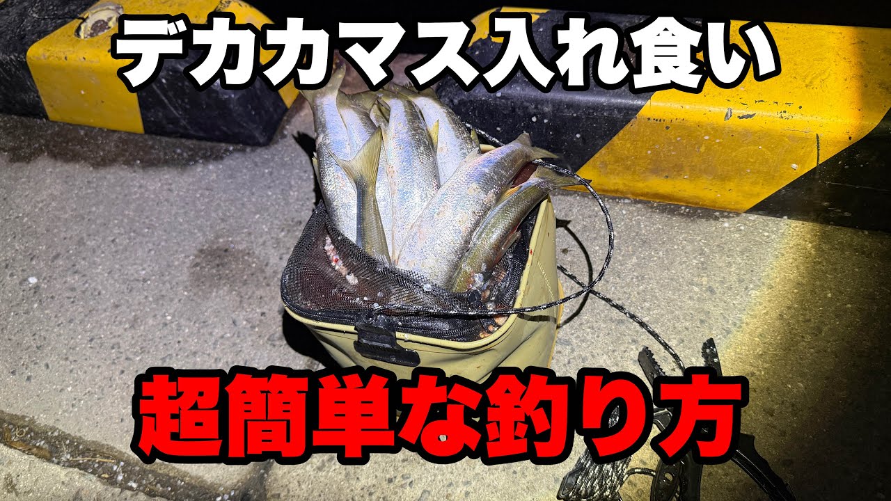 40cmクラスのカマスが誰でも簡単に無限に釣れる方法がコチラです