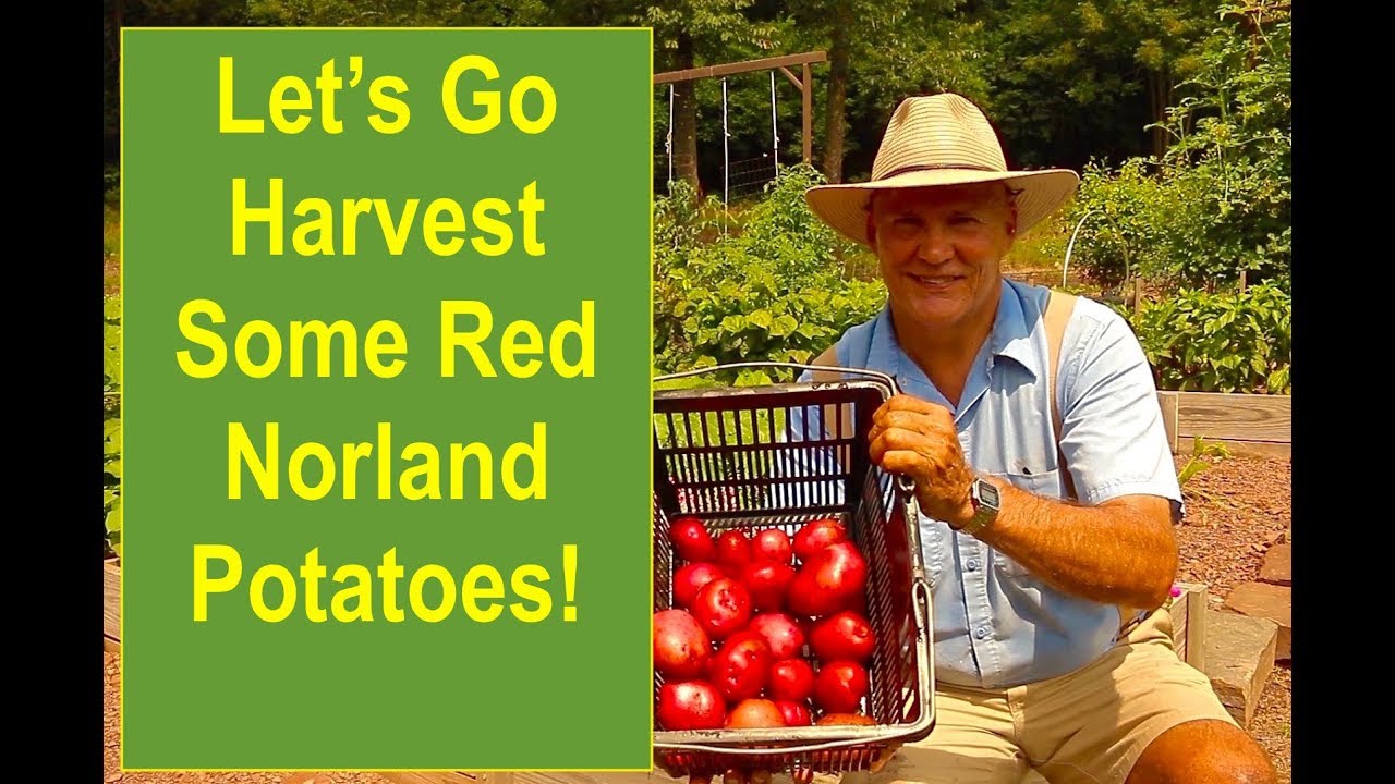 Let's Go Harvest Some Tasty and Delicious Red Norland Potatoes!