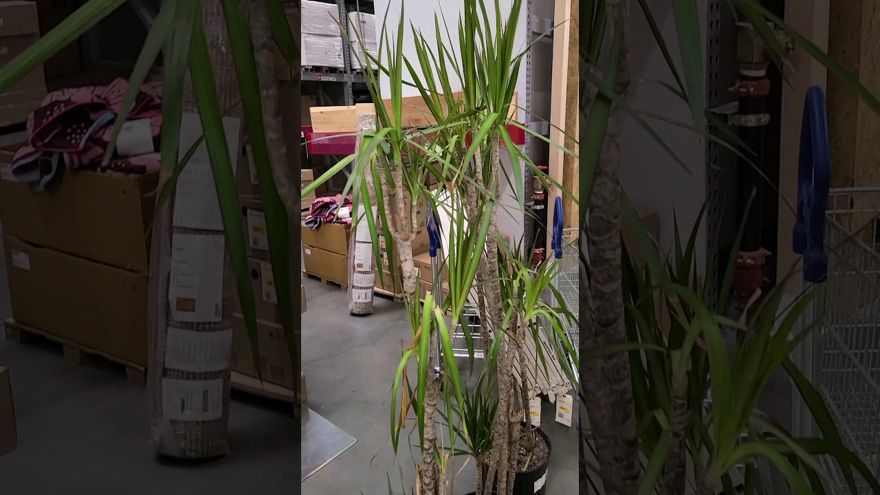 🌿⛑️Rescue a sad looking but huge dracaena marginata Dragon Tree🐉 #shorts #plants #ikea