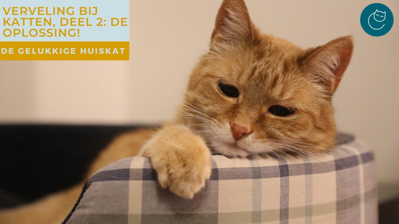 VERVELING BIJ KATTEN, DEEL 2: DE OPLOSSING! - De gelukkige huiskat | Kattengedrag